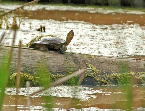 Western Pond Turtle Workshop 2011 program image
